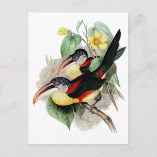 Curl-crested Aracari Postcard