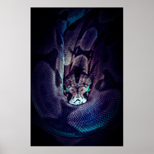 CURLED BOA CONSTRICTOR POSTER