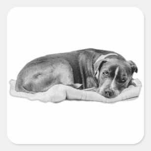 Curled Pup with Claim Staked Square Sticker