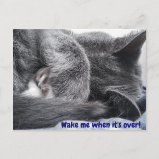Curled Up Kitty Postcard