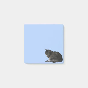 Curled Up Tabby Cat Photo Cutout Blue Post-it Notes