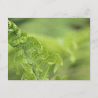 Curling Fern Leaves, Greenery, Blurred Background