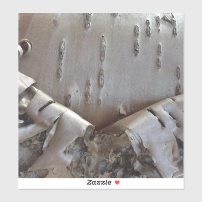 Curly Birch Bark Tree Rustic (Sheet)