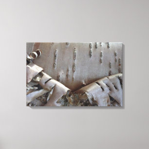 Curly Birch Bark Tree Rustic Canvas Print