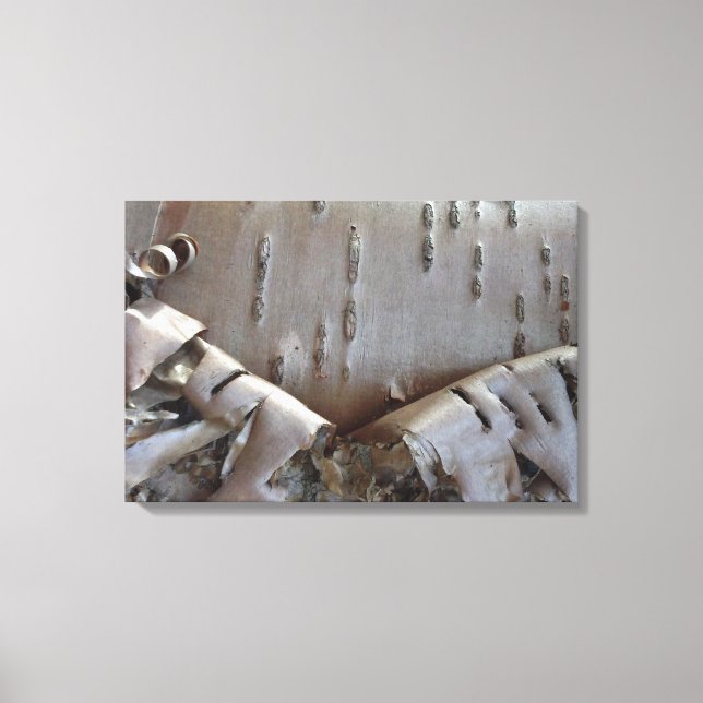 Curly Birch Bark Tree Rustic Canvas Print (Front)