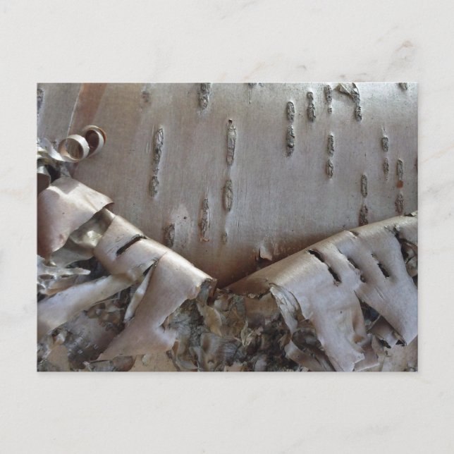 Curly Birch Bark Tree Rustic Holiday Postcard (Front)