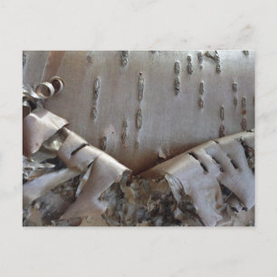 Curly Birch Bark Tree Rustic Postcard