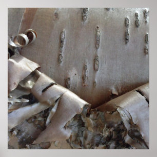 Curly Birch Bark Tree Rustic Poster