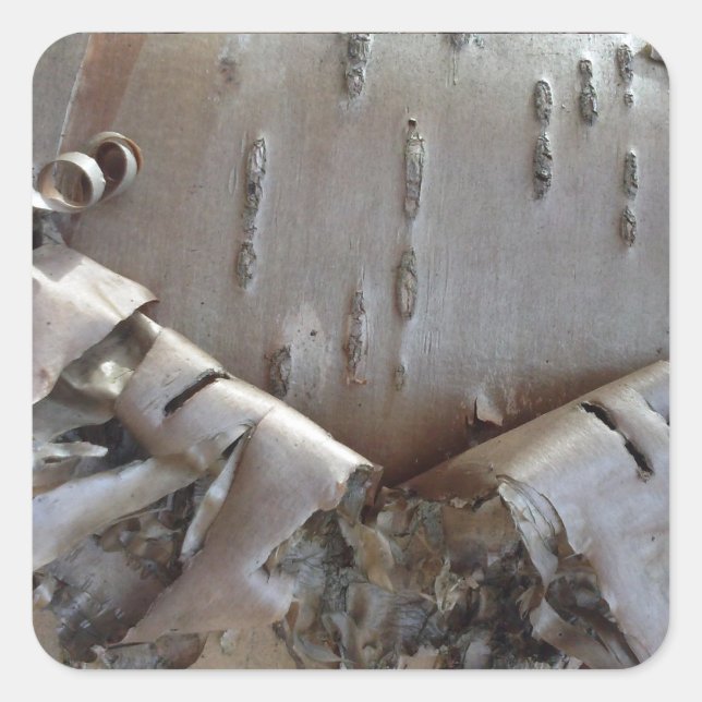 Curly Birch Bark Tree Rustic Square Sticker (Front)