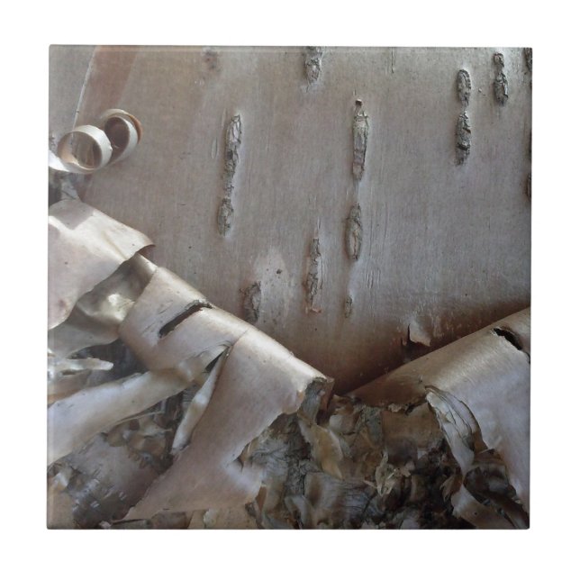 Curly Birch Bark Tree Rustic Tile (Front)