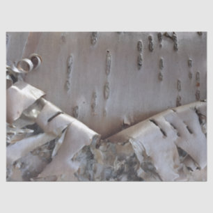 Curly Birch Bark Tree Rustic Tissue Paper