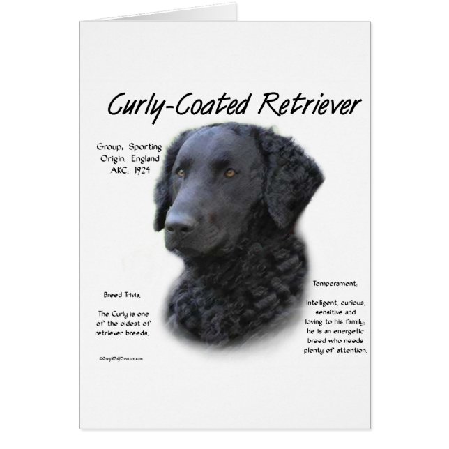 Curly-Coated Retriever History Design (Front)