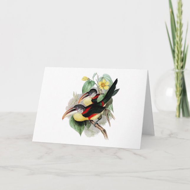 Curly-crested Aracari Card (Front)