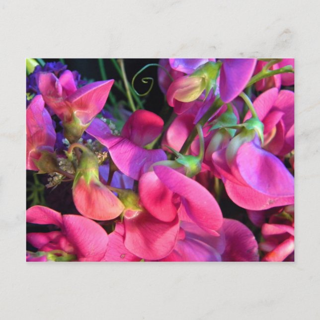 Curly Que Postcard (Front)