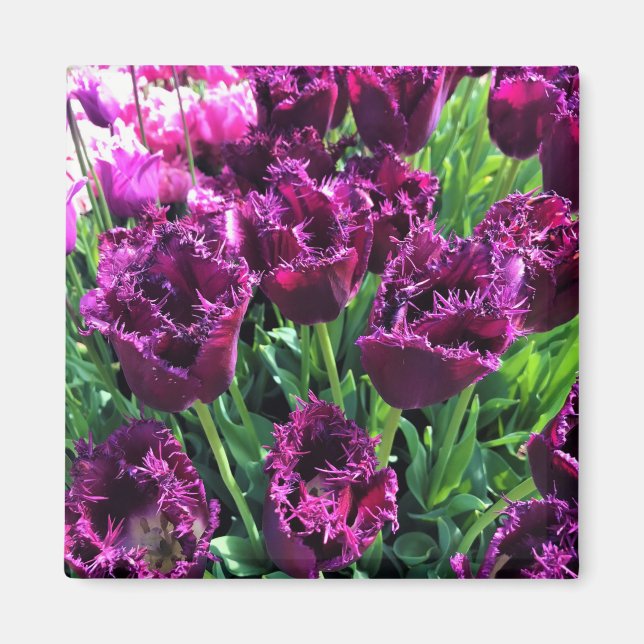 Curly Sue Purple Tulips, Oregon Magnet (Front)