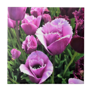 Curly Sue Purple Tulips, Oregon Tile