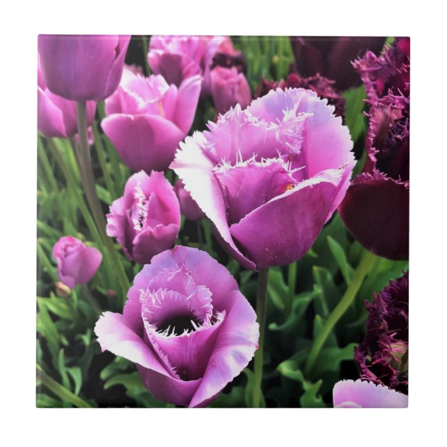 Curly Sue Purple Tulips, Oregon Tile (Front)