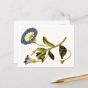 Curtis Botanical Illustrations Postcard