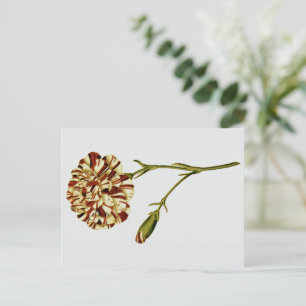Curtis Botanical Illustrations Postcard