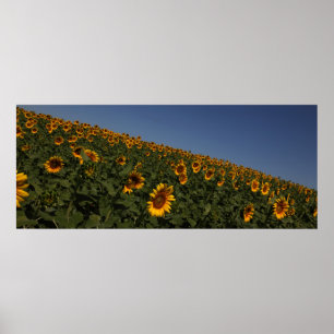 Curvature Poster