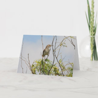 Curved Billed Thrasher Card