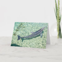 Curved Dolphin Underwater