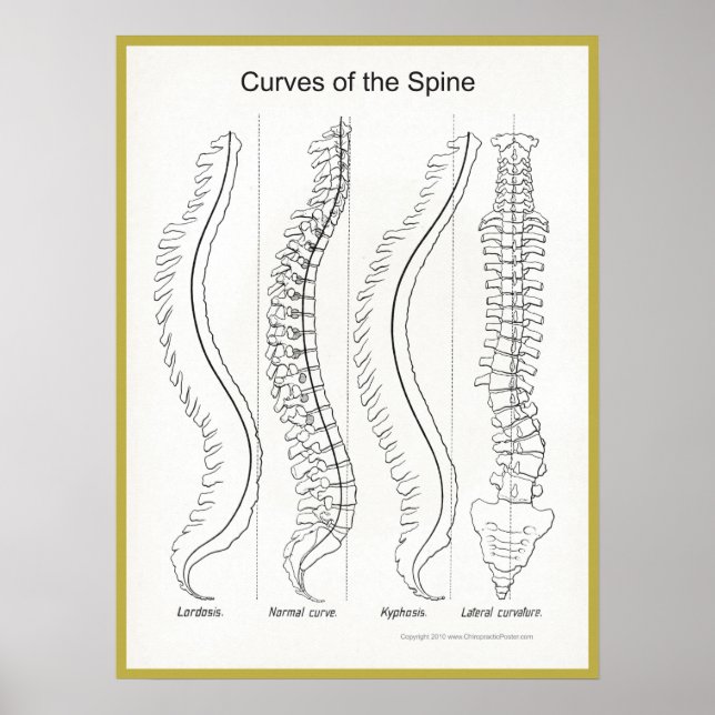 Curves of the Spine Poster Chiropractic (Front)