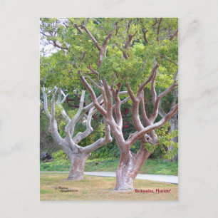 Curvy Gumbo Limbo trees Forida Postcard