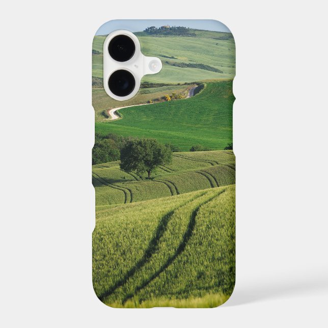 Curvy lines in green Tuscany (Back)