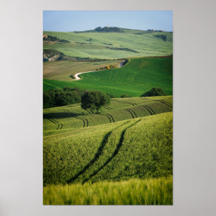 Curvy lines in green Tuscany poster