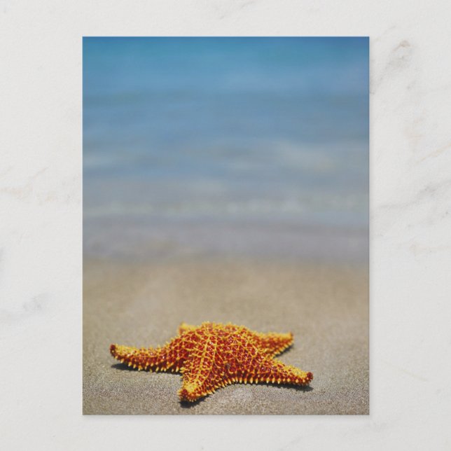 Cushion Starfish Postcard (Front)
