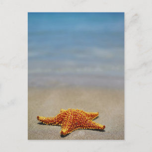 Cushion Starfish Postcard