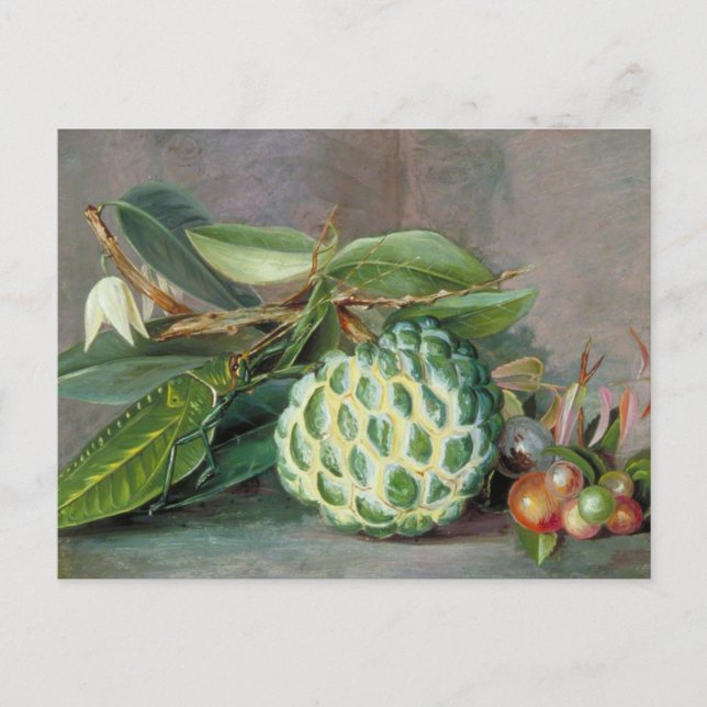 Custard Apple - Marianne North Postcard (Front)