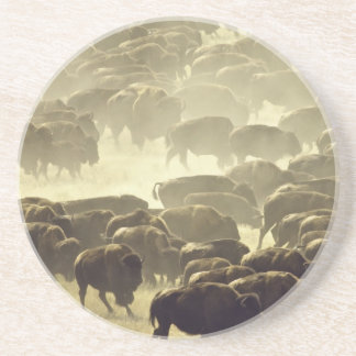 Custer Buffalo Roundup Coaster