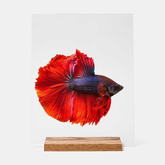 Custom 11" x 14" Acrylic Sign, with Wood Block Sign (Front)