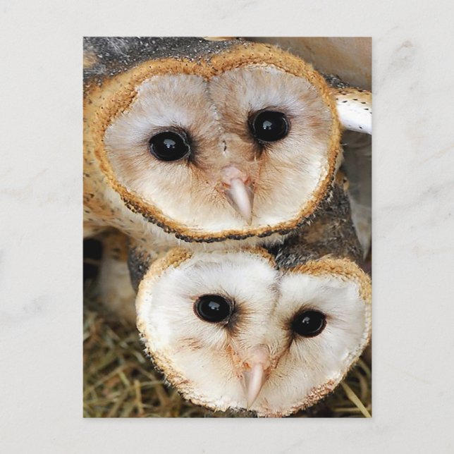 Custom baby barn owls postcard (Front)