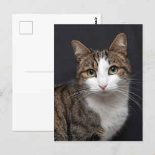 Custom Brown Tabby Cat Single Pet Photo Postcard