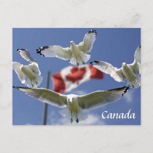 Custom Canada Flag seagulls Post card
