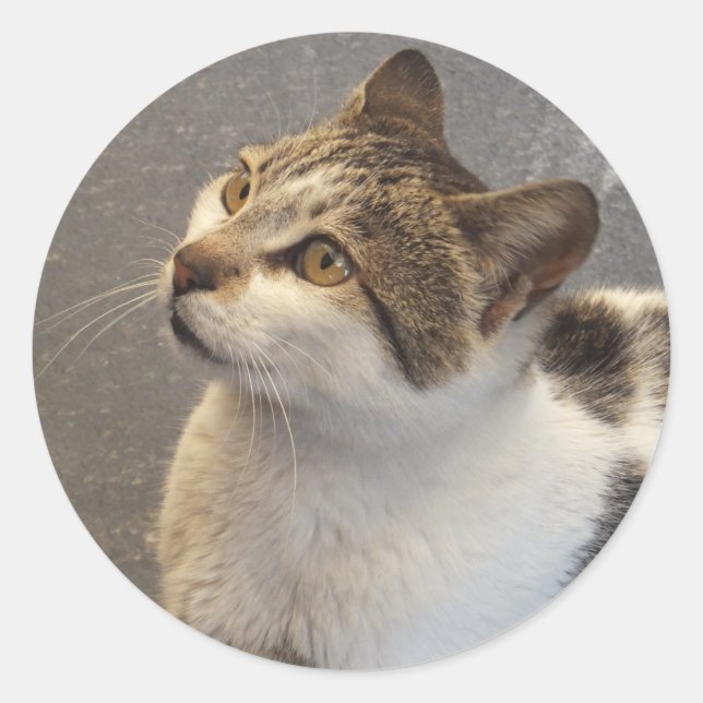 Custom Cat stickers (Front)