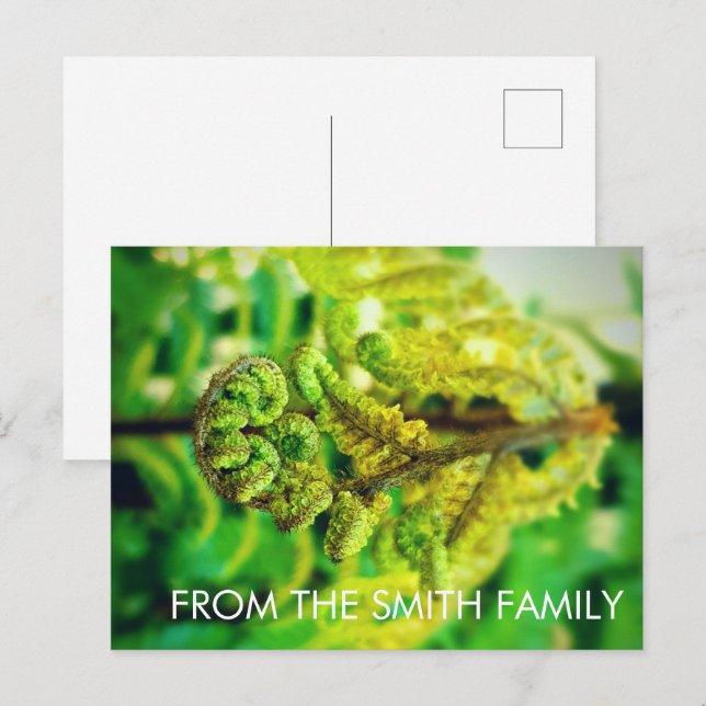 CUSTOM CHIC GREEN LEAFY TROPICAL FERN NEW ZEALAND  POSTCARD (Front/Back)