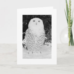 Custom Christmas Card Xmas Holidays Winter Owl