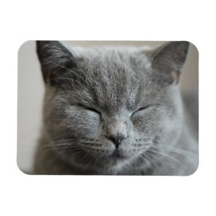 Custom Cute Grey Kitty Face Photo Magnet