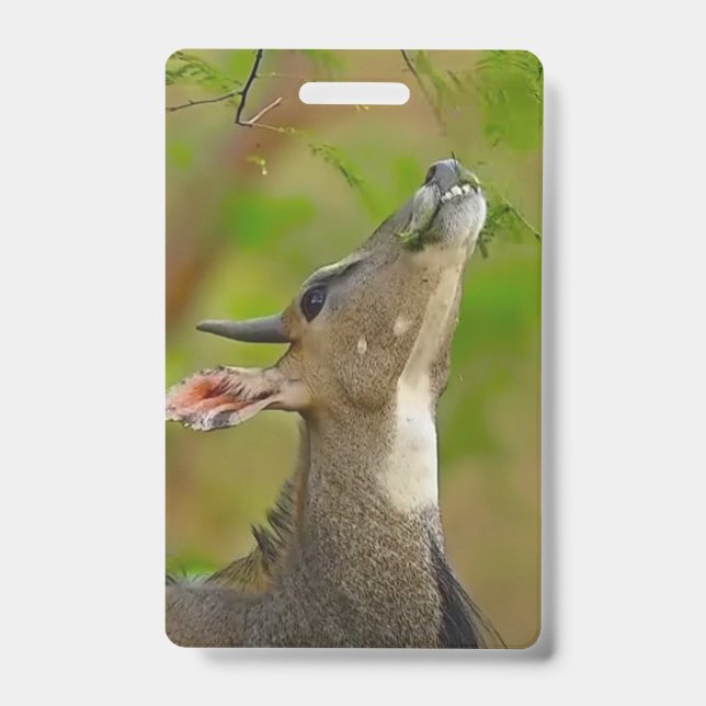 Custom deer ID badge (Front)
