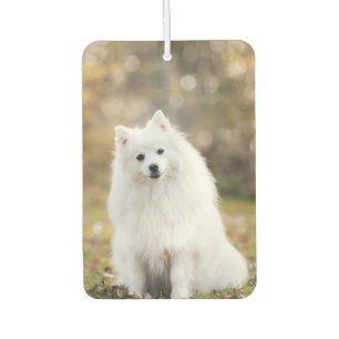 Custom Dog Photo Car Air Freshener