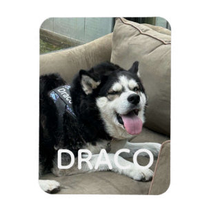 Custom Dog Photo Magnet with Name - Personalised P