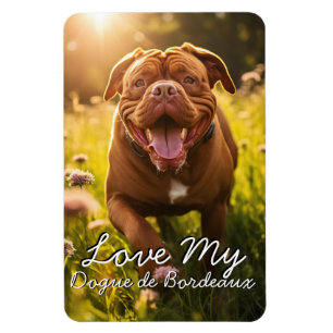 Custom Dogue de Bordeaux Fridge Magnet