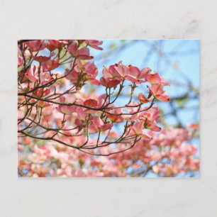 Custom Floral postcards Pink Dogwood Flowers