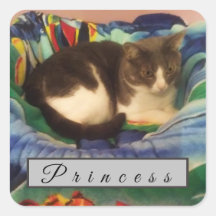 Custom Grey and White Domestic Short Hair Cat