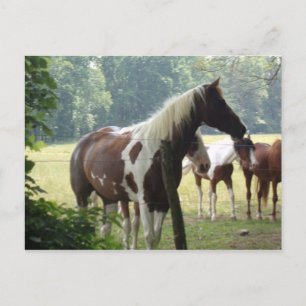 Custom Horses Postcards