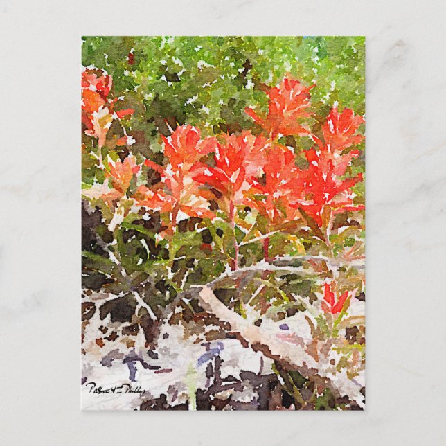 Custom Indian Paint Brush Wildflower Watercolor  Postcard (Front)